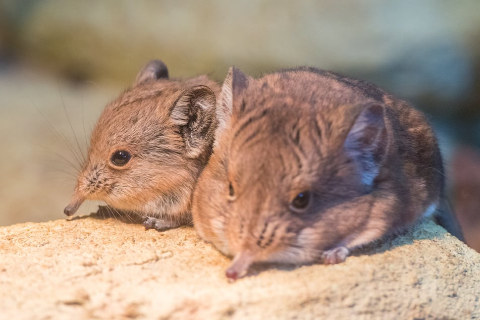 Kurzohrrüsselspringer haben zwar nur Mini-Rüssel, sind aber mit Elefanten verwandt.