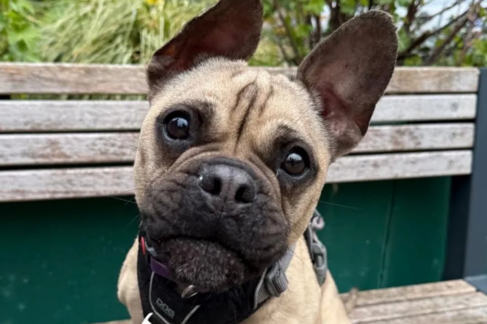 Kira braucht aktive Menschen an ihrer Seite, die sie ordentlich auspowern.