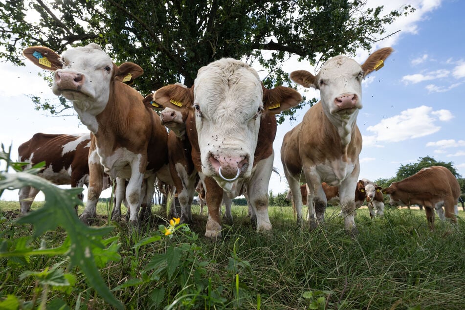 Das Shamonda-Virus kann bei Rindern unter anderem Fieber und Durchfall auslösen. (Symbolfoto)