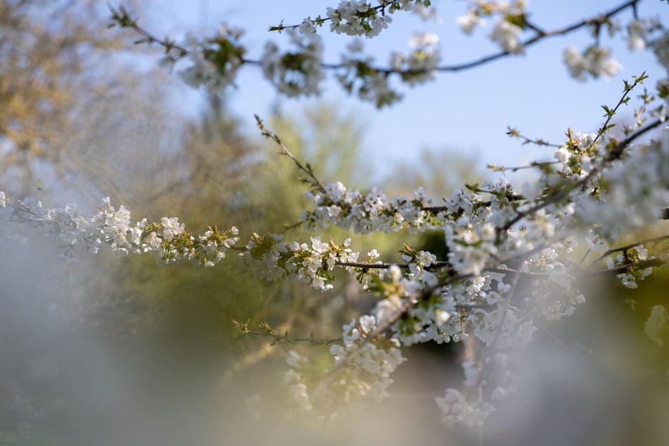 Sonne, milde Temperaturen und blauer Himmel: Zur Wochenmitte zeigt sich NRW endlich von seiner frühlingshaften Seite. (Symbolbild)