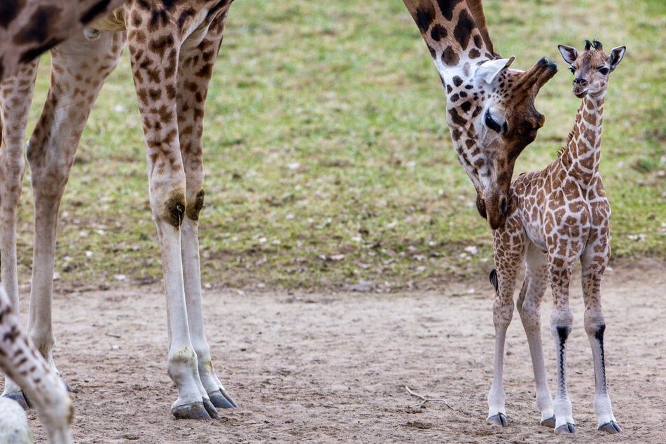 Wann das Giraffen-Baby zum ersten Mal mit seiner mutter ins Außengehe darf, ist aktuell noch unklar. (Symbolbild)
