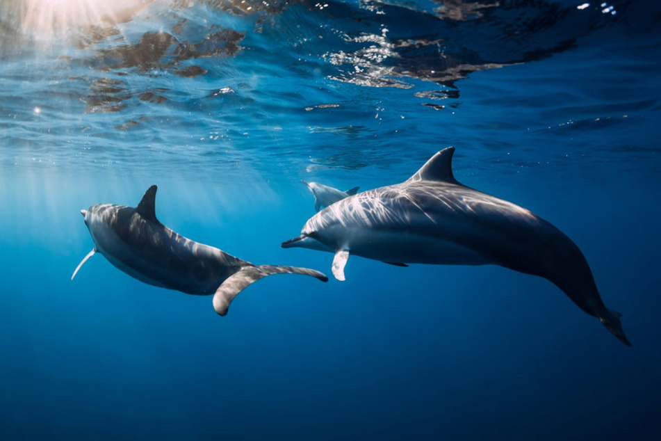 Normalerweise sind Delfine immer mit ihren Artgenossen zusammen. Nur, wenn sie sexuell frustriert sind, suchen sie sich offenbar andere Opfer. (Symbolbild)
