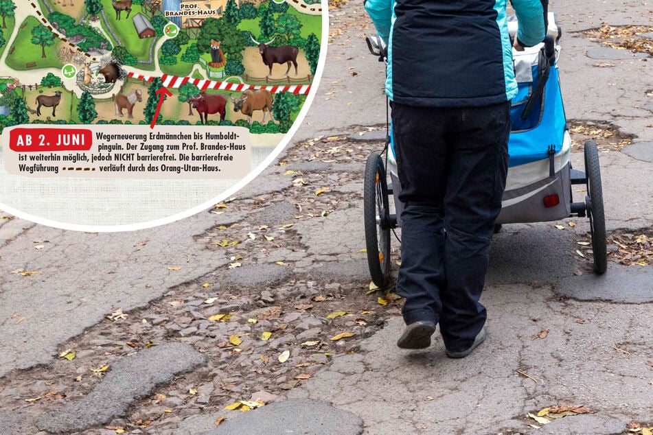 Bauarbeiten im Zoo starten: Buckelpiste wird saniert