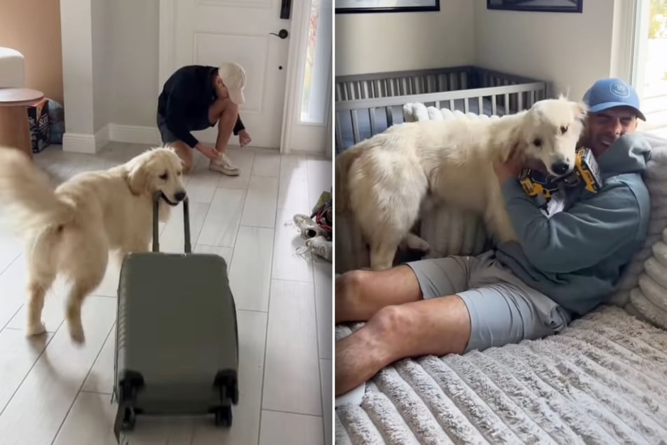 Ob Koffer oder Akkuschrauber: Golden Retriever Bauer zeigt sich bei seinen Geschenken sehr kreativ.