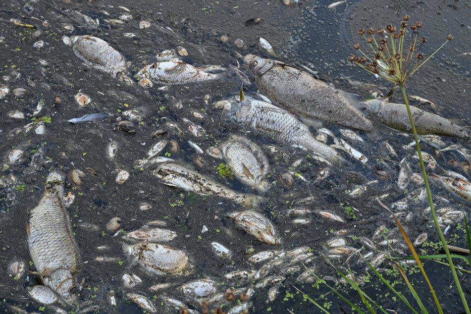 Ungeklärtes Abwasser führt zum Tod von rund 30 Fischen