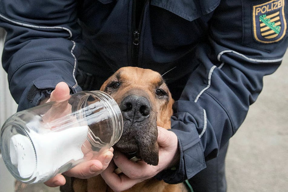 Kurz geschnüffelt und dann los - brachte Bloodhound Hermine bereits Unschuldige hinter Gitter?