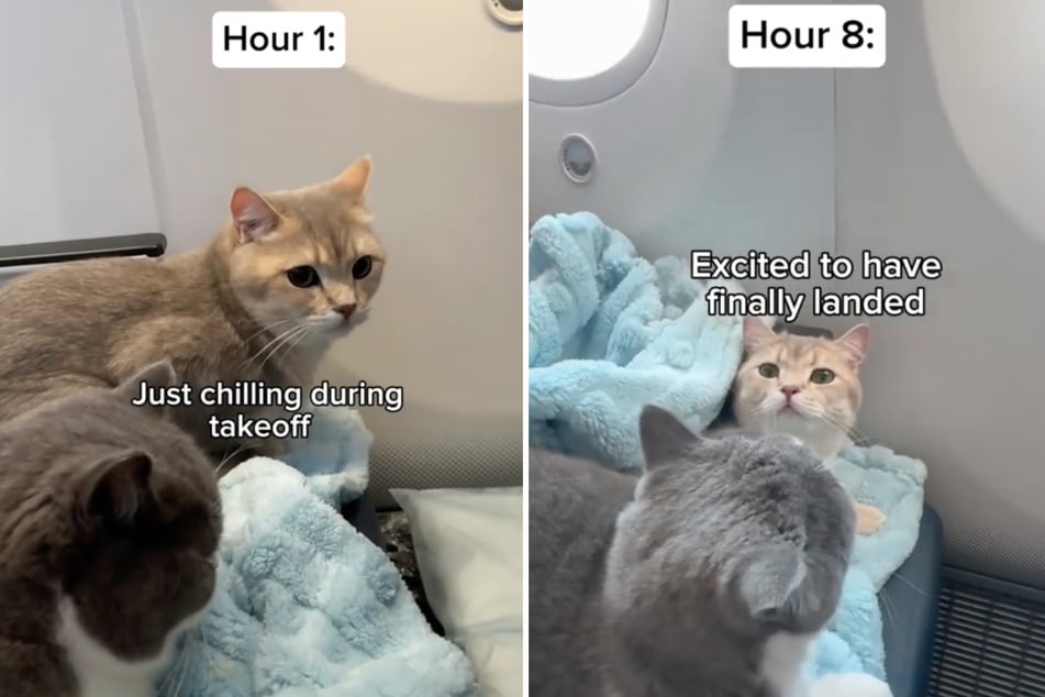 Nach aufwendigen Vorbereitungen sind Louie und Todd mittlerweile ganz entspannt auf ihren Flugreisen.