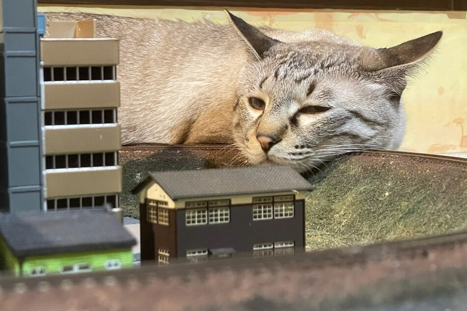 Even Kaiju the cat gets sleepy at the Diorama Café in Osaka, Japan.