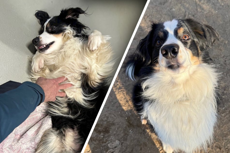 Jung, quirlig und sehr menschenbezogen: Mini Australian Shepherd sucht neue Besitzer