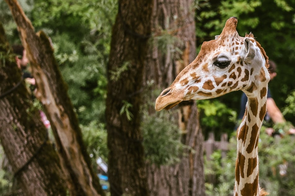 Trauer in Hellabrunn: Giraffe "Taziyah" in Münchner Tierpark gestorben