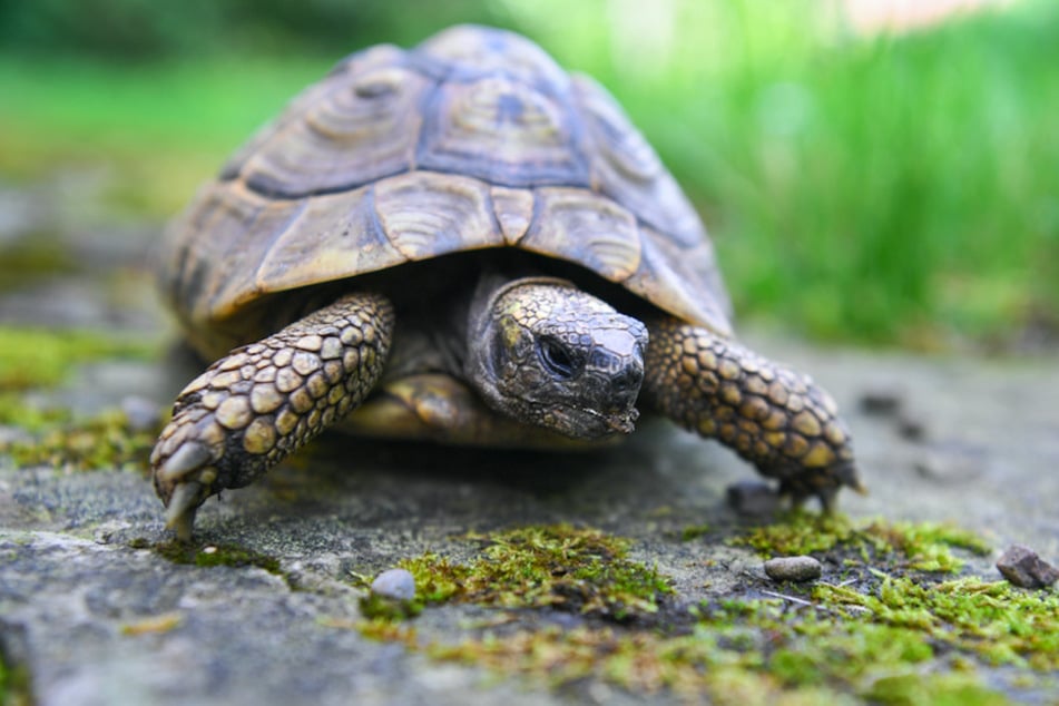 Schildkröten sind auf ihr ganzes Leben betrachtet die teuersten Haustiere.