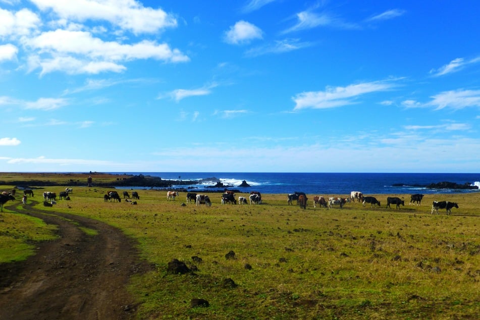 Previous research had claimed that up to 21 square kilometers of the small island (pictured) was covered with these gardens, which would have been necessary to sustain more than 15,000 people.