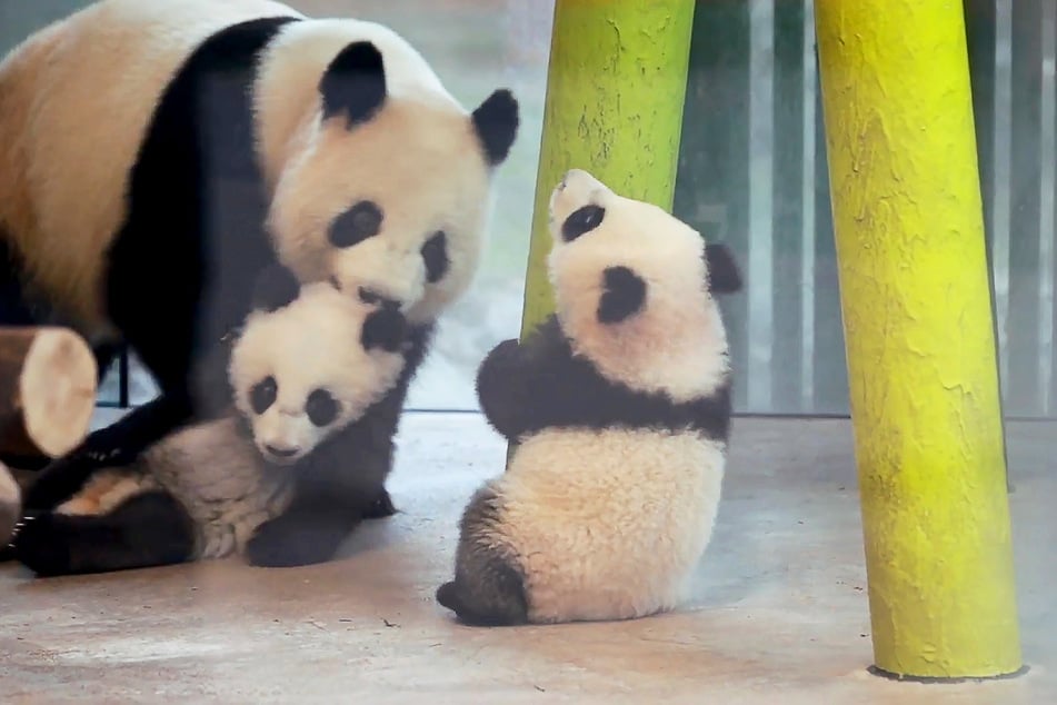 Wer die gesamte Panda-Familie beim Schmusen sehen möchte, hat dazu täglich die Möglichkeit im Panda Garden.