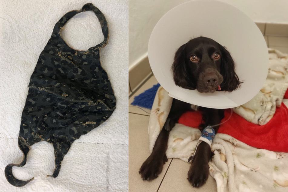 Hund Ralph (1) musste nach dem "Genuss" einer Mund-Nase-Bedeckung im Liverpool Huyton PDSA Pet Hospital notoperiert werden, da die Stoff-Maske seinen Darm blockierte.