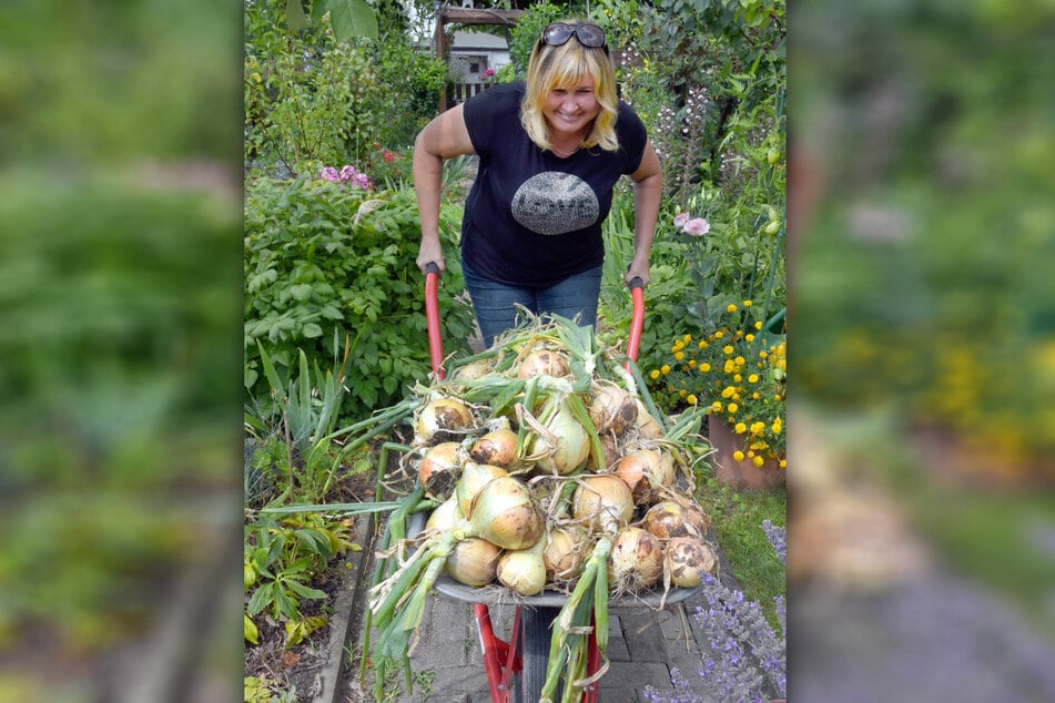 Eine Karre voller Zwiebel-Riesen schiebt Galina Kuschel (49) durch ihren Garten.