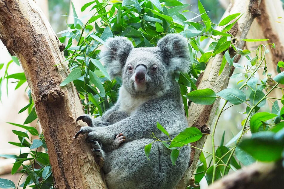 Koala Mandie (†9) ist gestorben.