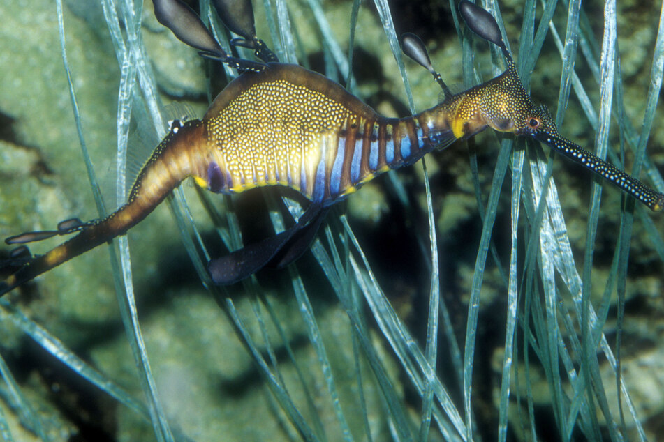 Fische mit bizarrem Aussehen: Woher kommt der Look der Seedrachen?
