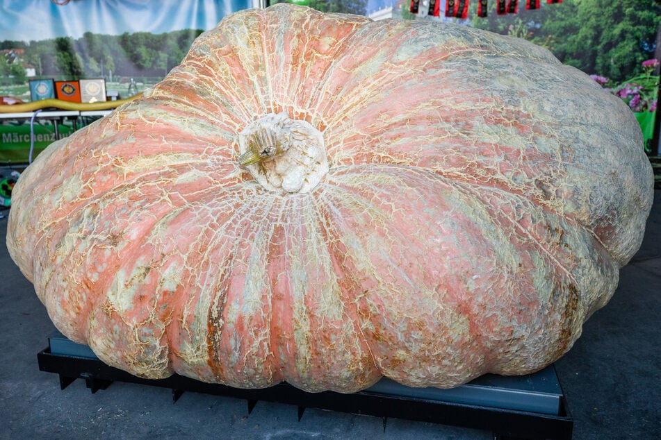 Was für ein Brocken! Weltrekord-Kürbis wiegt mehr als eine Tonne