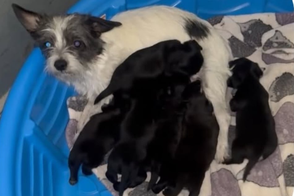 Die Hunde-Mama war schwer beschäftigt.