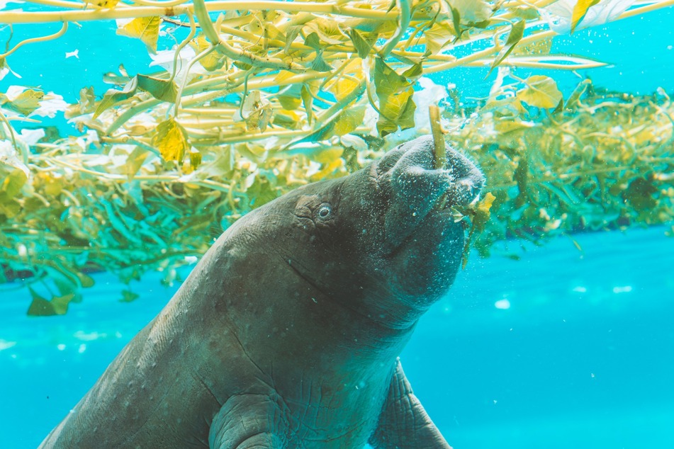 Manatees feed on seagrass, much of which has been destroyed by pollution.