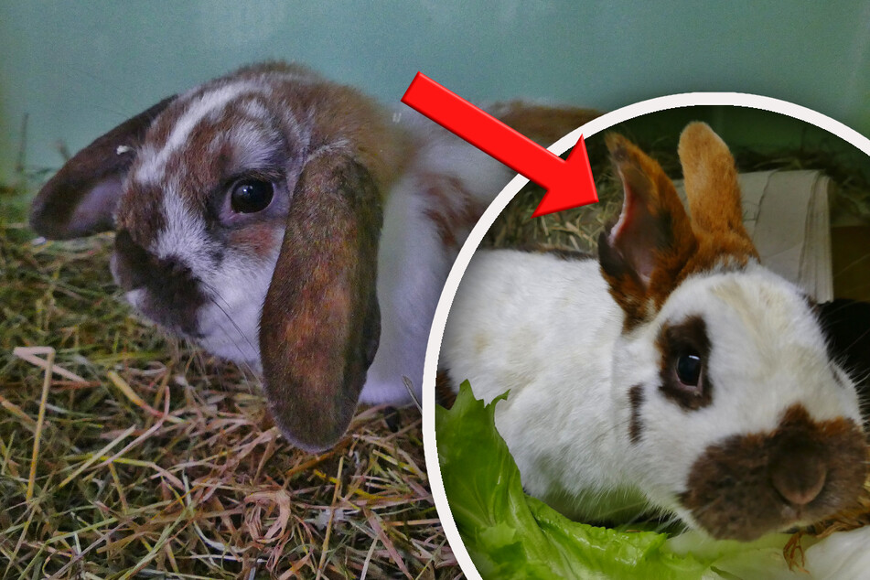 Ausgesetzte Kaninchen übel zugerichtet: Was mussten diese Hoppler alles ertragen?