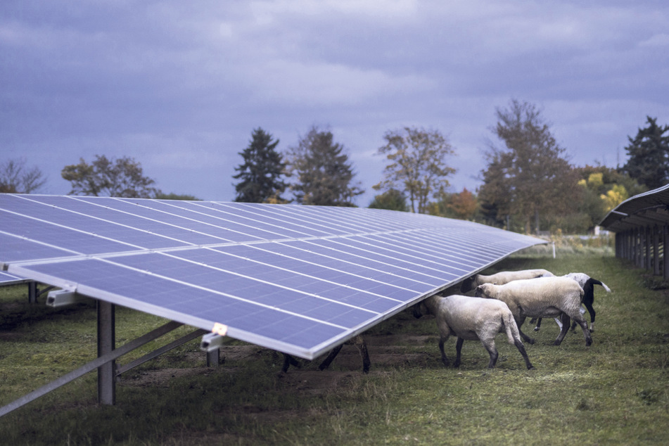 Schafe verstecken sich unter einer Solaranlage. Bei einem Praxistag Ende Mai in Zwochau bei Wiedemar wollen der Regionalbauernverband Delitzsch und der Verband der erneuerbaren Energien hiesige Landwirte über Fotovoltaik informieren.