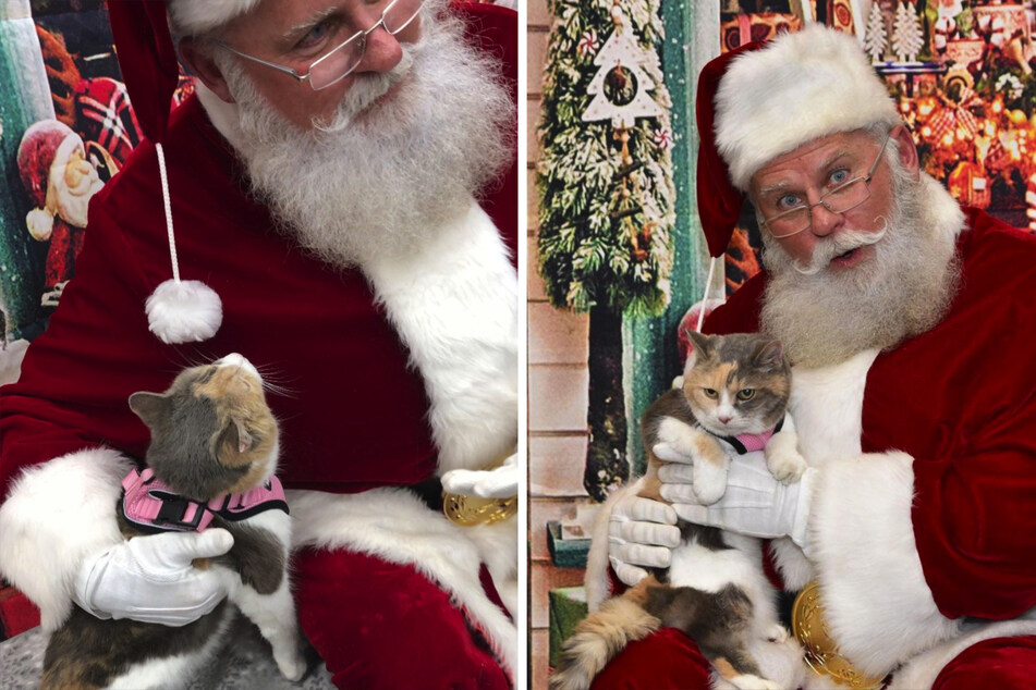 Zufrieden sieht anders aus. Mürrisch kauert die Katze auf Santas Schoß – und ist dabei überglücklich.