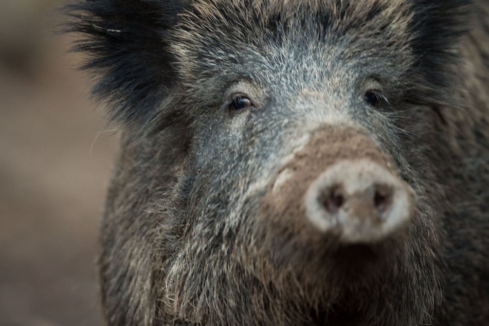 Am Samstag wurde bei einem toten Wildschwein ein Fall der Afrikanischen Schweinepest (ASP) im Sauerland nachgewiesen. (Symbolbild)