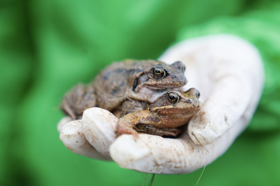 Eine Mitarbeiterin des Bund Naturschutzes hält zwei Grasfrösche in der Hand. Angesichts der milden Temperaturen sind viele Amphibien wieder zu ihren Paarungsgewässern gewandert.