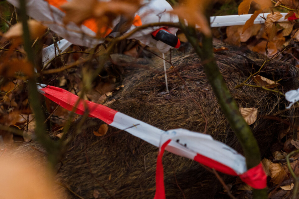 Aus einem toten Wildschwein wird eine Probe entnommen. (Symbolbild)