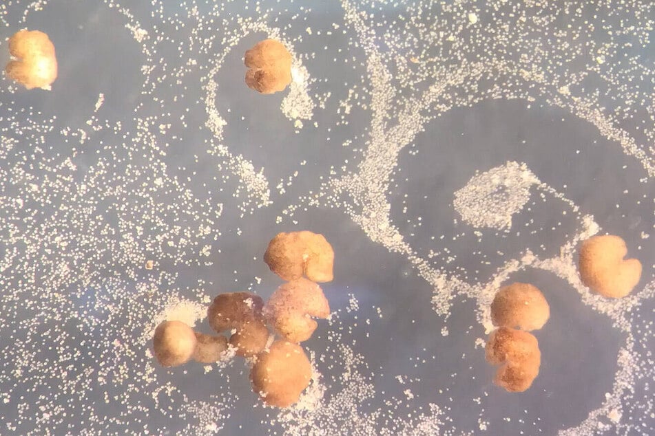 Xenobots (the bigger spheres) trundle around gathering stem cells.