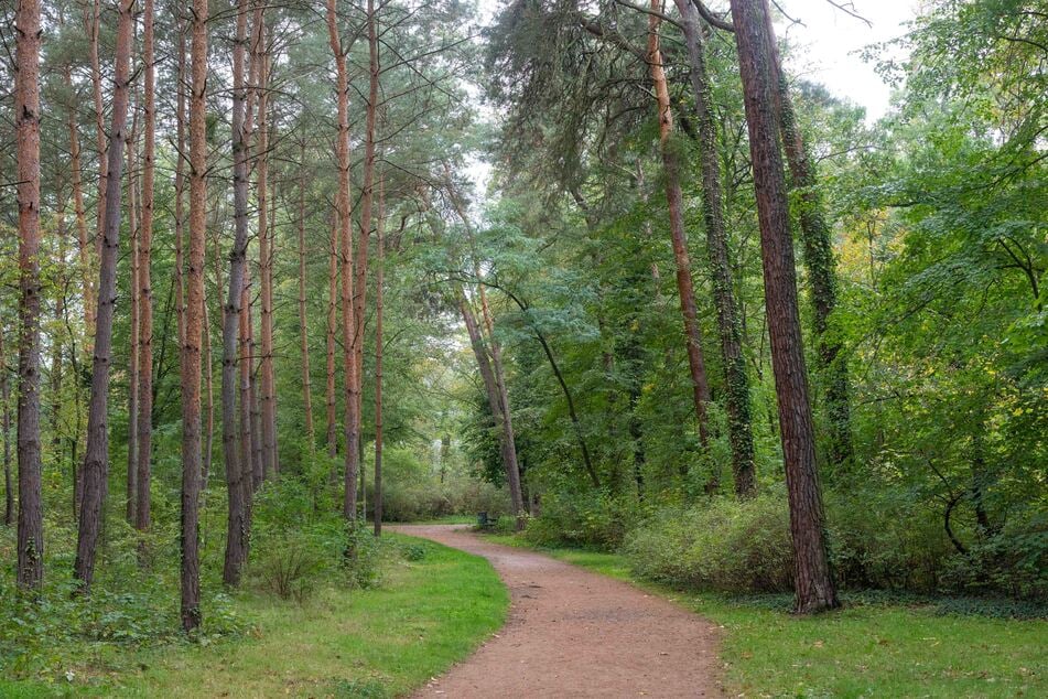 Der Waldpark Blasewitz erhält eine kleine Frischekur.