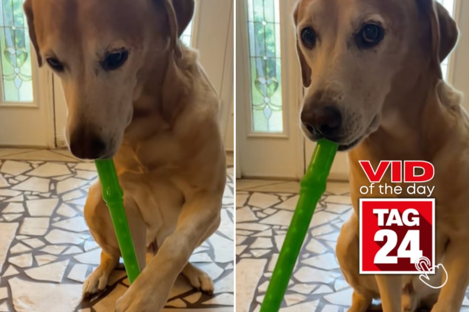 viral videos: Viral Video of the Day for September 27, 2024: Dog plays recorder like an absolute pro on TikTok!