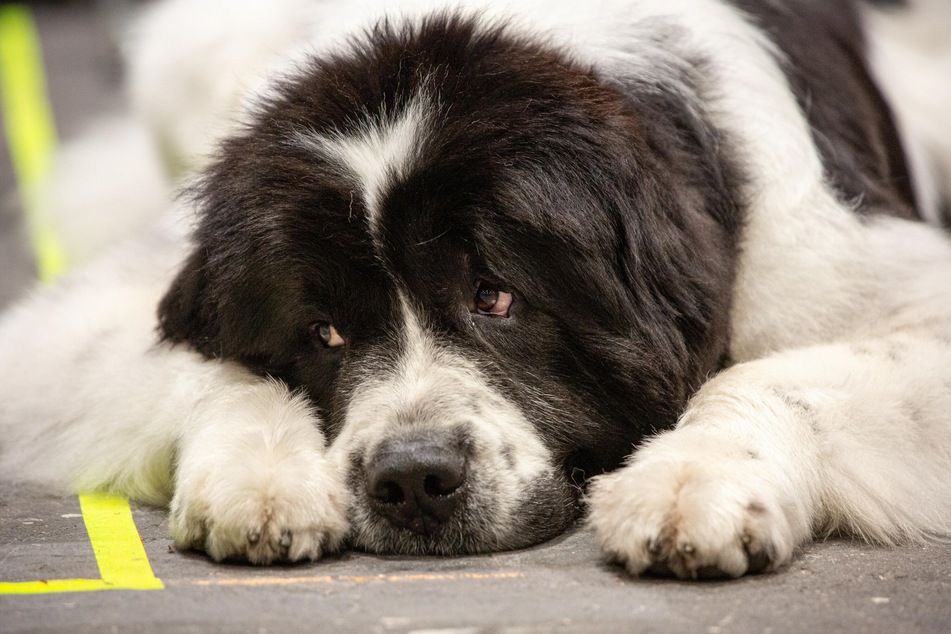 Einen ängstlichen Hund übertrieben zu trösten, bestärkt die Ängste des Tieres.