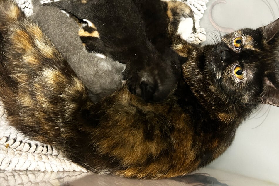Die Katze und ihre vier Jungtiere sind alle wohlauf, die Polizeiinspektion Wörth am Rhein ermittelt und sucht Zeugen.
