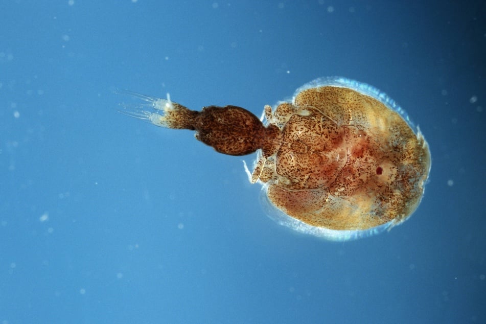 Befällt sowohl Pazifik- als auch Atlantiklachsarten: Im Larvenstadien ist die Lachslaus frei schwimmend.