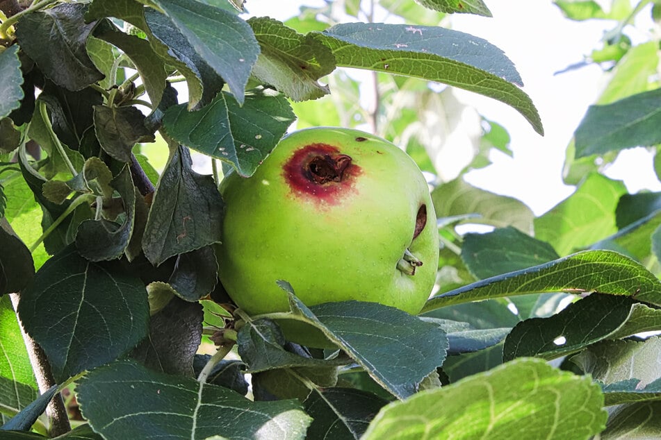 Der Apfelbaum verliert Früchte? Neben dem Junifall kann auch ein Schädlingsbefall zugrunde liegen.