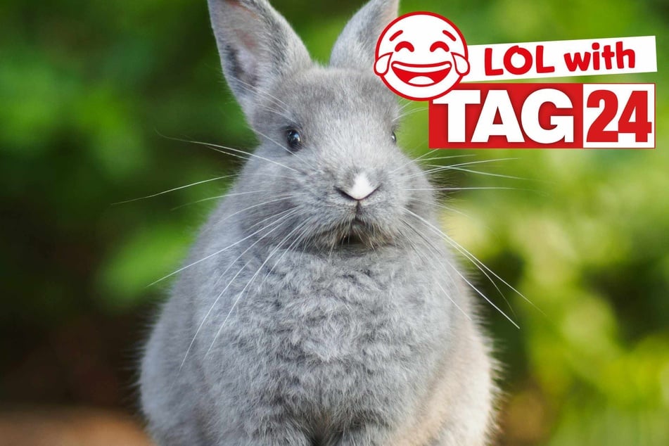 Joke of the Day for September 26, 2025: A funny bunny to make you chuckle.