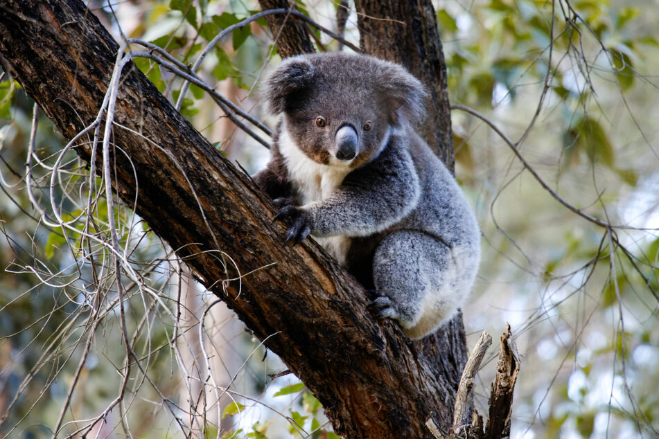 Gulliver sitzt auf einem Ast. Wird der kleine Koala in der Freiheit überleben können?