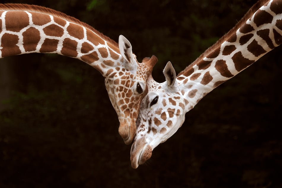 Die Netzgiraffen sind eigentlich die "Stars" des Kölner Zoos. Doch jetzt bleiben die Besucher aus.
