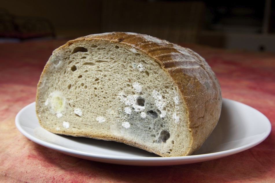 Da bringt Abschneiden nichts mehr: Dieses Brot sollte lieber in die Biotonne geworfen werden, es ist zu sehr von Schimmel befallen. (Symbolbild)