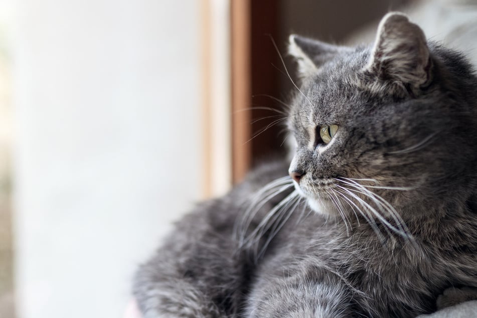 Mann adoptiert Katze: Beide haben dieselbe Behinderung