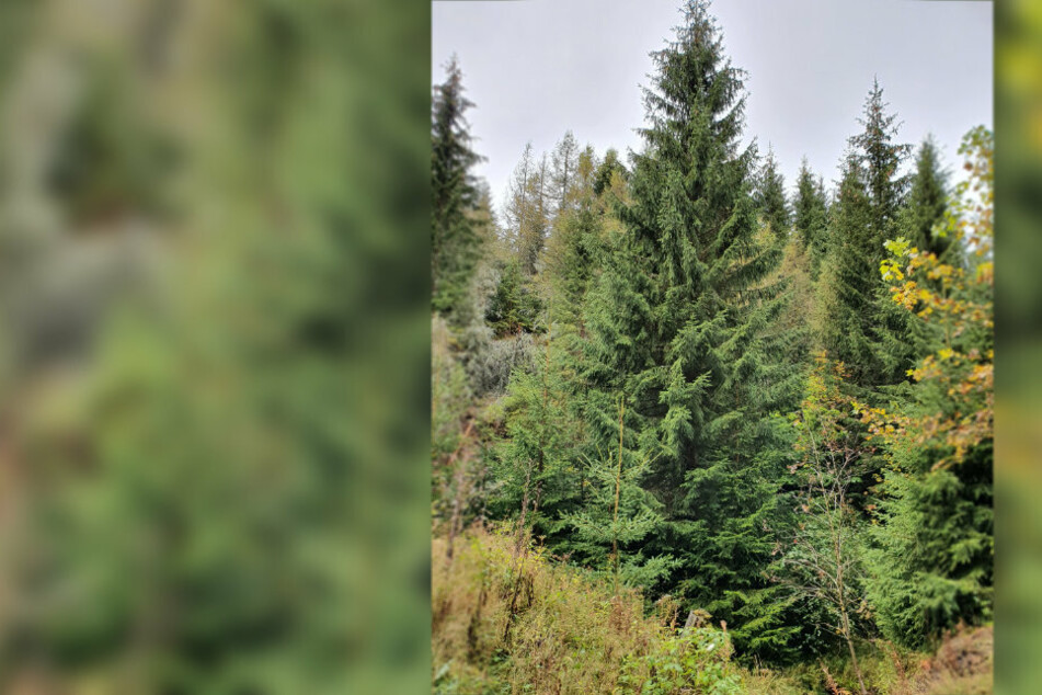 Der Baum wurde im Forstrevier Wildenthal des Staatsbetriebes Sachsenforst in Eibenstock gefunden.