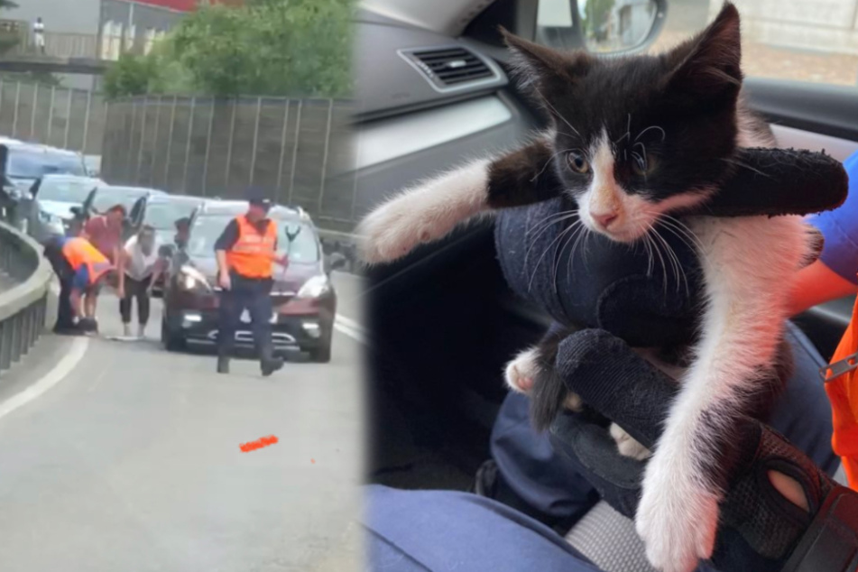 Dieser kleine Stubentiger sorgte kurzzeitig für Stau auf der A22 in Liestal.