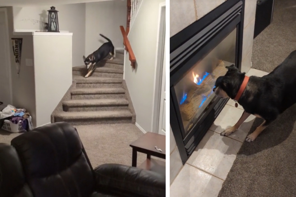 Dog obsessed with fireplace goes TikTok viral: "You should probably hide the matches!"
