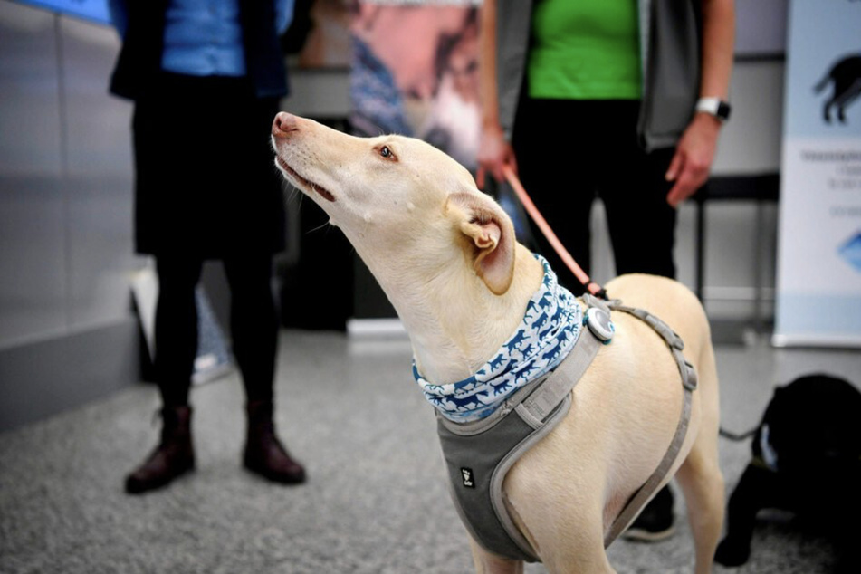 Einige geschulte Hunde können eine Coronavirus-Infektion erschnüffeln. Sie sollen auch in Leipzig zum Einsatz kommen.