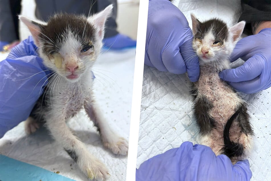 Von Flöhen übersät in Gebüsch gefunden: Kitten kämpfen ums Überleben