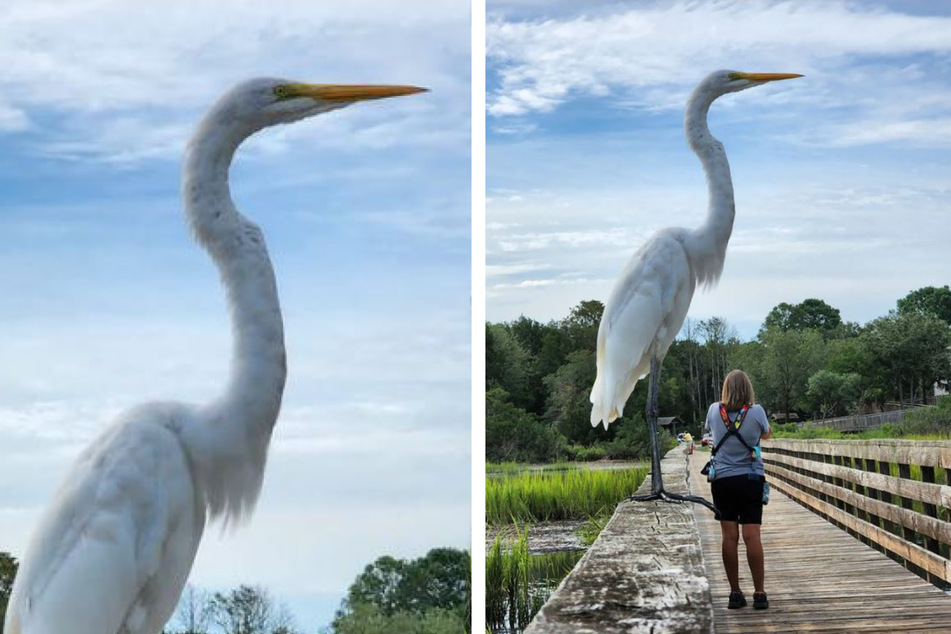 In a once-in-a-lifetime optical illusion, this heron looks gigantic in an expert photo by Jenny Hough.
