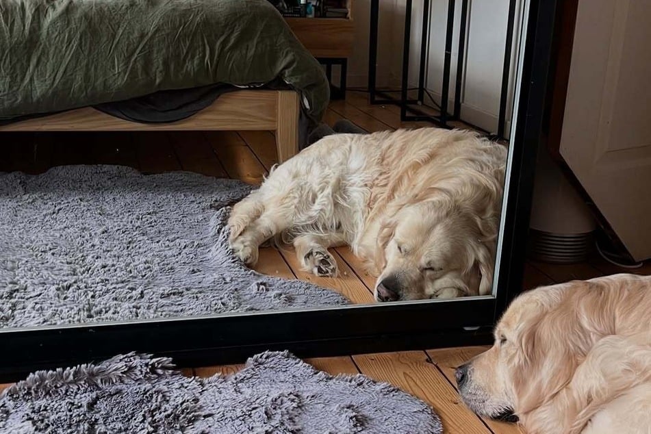 Eigentlich hätte Golden Retriever Daredevil gar nicht so lange leben sollen.