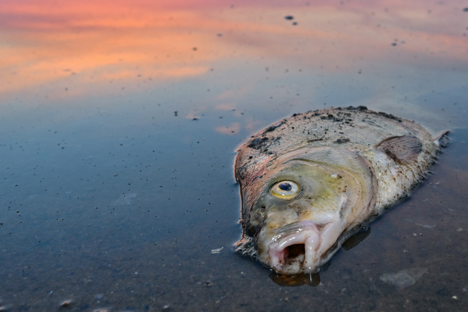 Experte ist sich sicher: Ist das der Grund für das Massen-Fischsterben in der Oder?